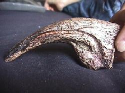 Allosaurus claw replica