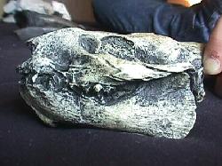 Nanosaurus rex skull