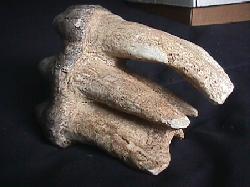 Mastodon sp tooth replica