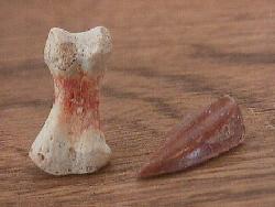 Elaphrosaurus tooth and toe bone