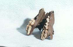 lower cave bear jaw