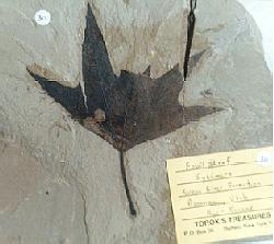 fossil leave