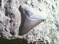 shark tooth