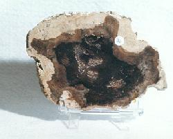 petrified wood (plant)